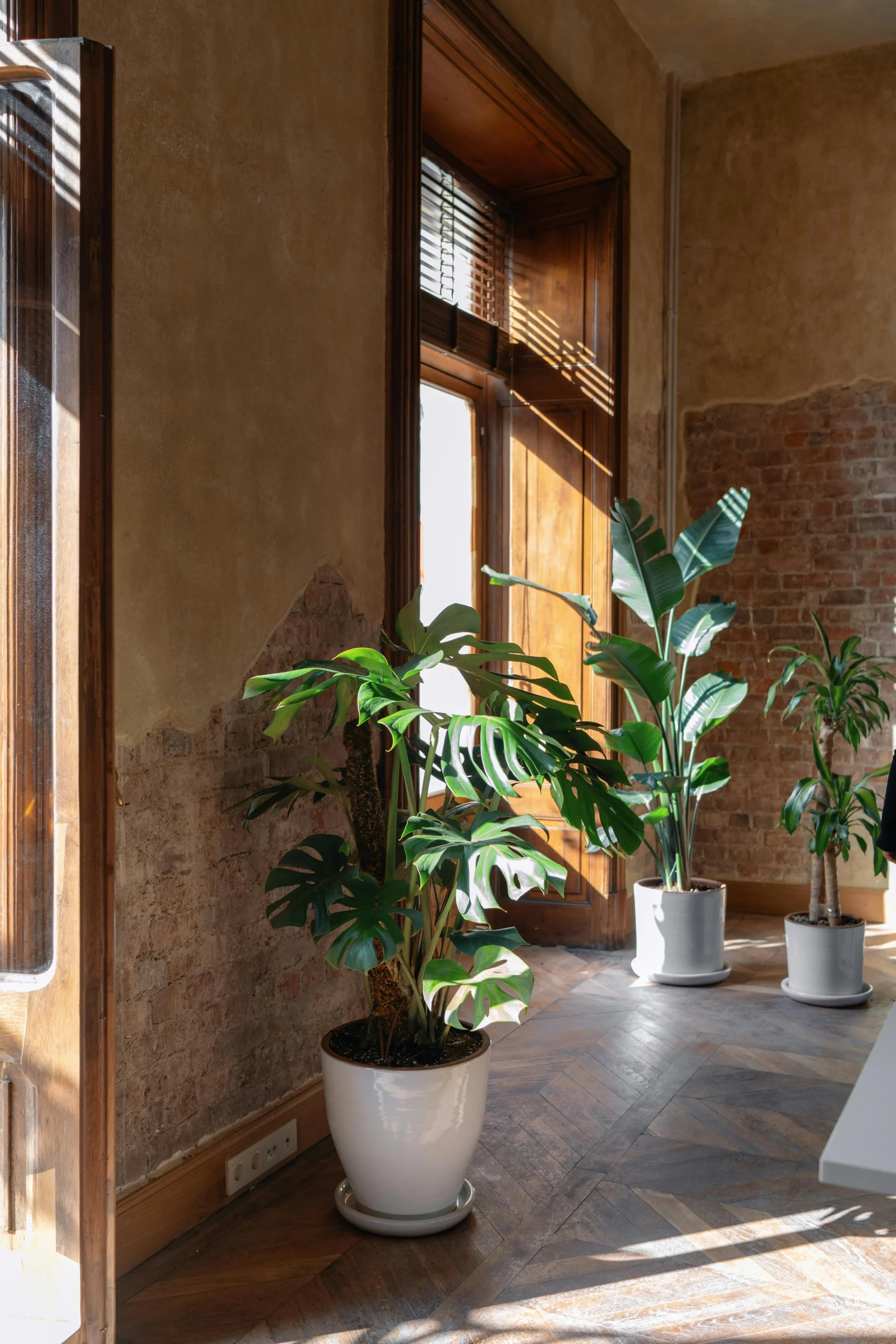 Ventanas con Marco de Madera y Plantas en Ambiente Industrial