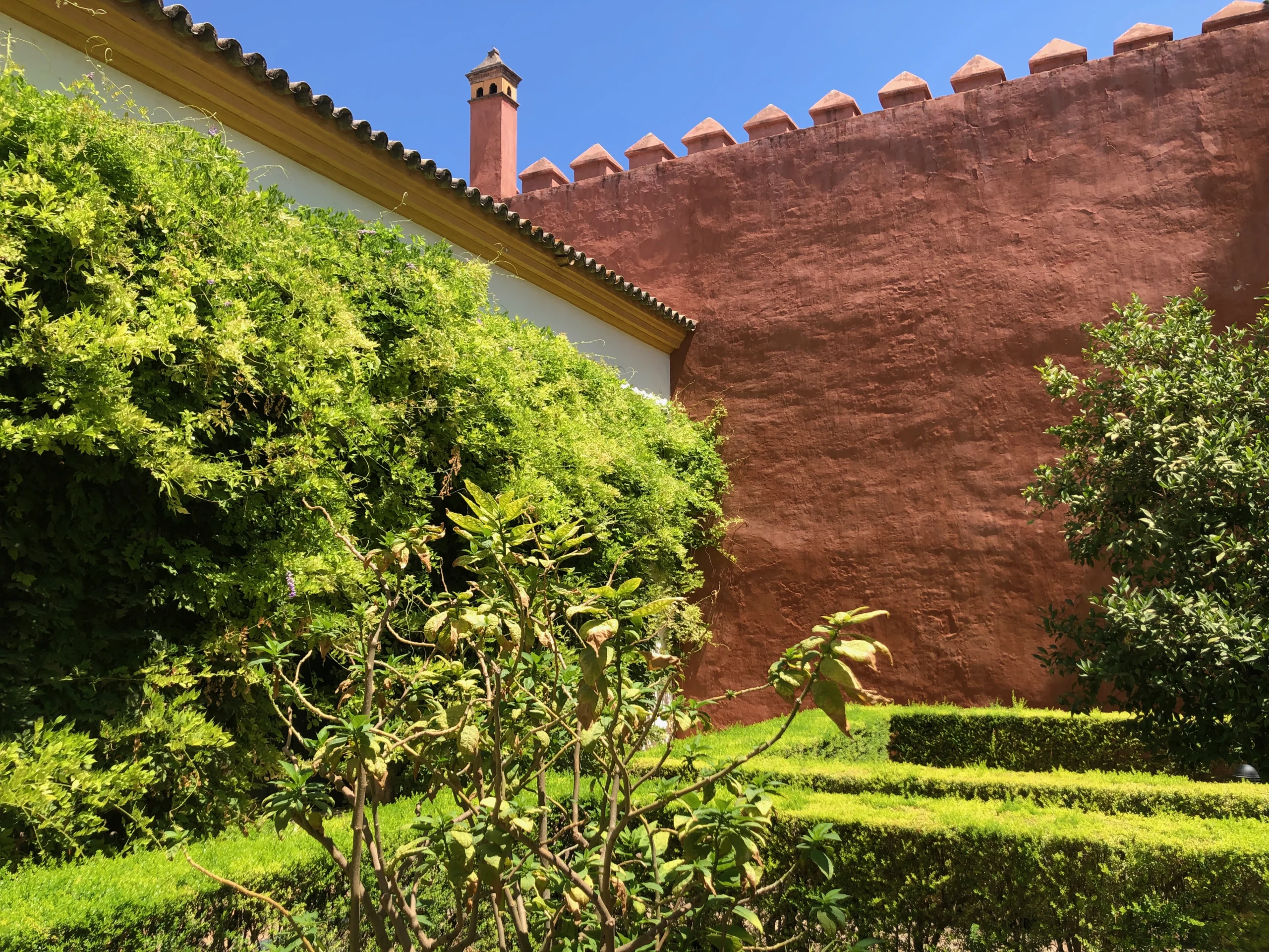Enredaderas en Patio Andaluz